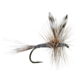 Adams Best Fly for Trout