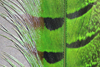 Hareline Pheasant Tail Feathers Green