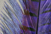Hareline Pheasant Tail Feathers Purple