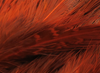 Hareline Strung Ringneck Rump Feathers Orange