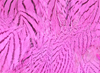 Hareline Silver Pheasant Body Feathers Hot Pink