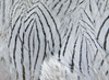 Hareline Silver Pheasant Body Feathers Minnow Grey
