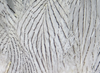 Hareline Silver Pheasant Body Feathers Natural