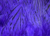 Hareline Silver Pheasant Body Feathers Purple