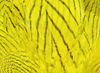 Hareline Silver Pheasant Body Feathers Yellow