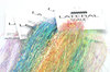 Vibrant Dyed Mirage Lateral Scale 1/69'' for Fly Tying - Premium Flash Material