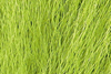 Hareline Pastel Northern Bucktail Olive