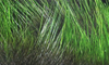 Hareline Rabbit Frostip Crosscut Strips Black Chartreuse