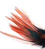 Hareline Coq De Leon UV Perdigon Fire Tail Feathers Are The Perfect Fly Tying Tail Material For Tying Perdigon Trout Flies