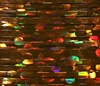 Copper Veevus Holographic Tinsel, excellent for adding warm, reflective hues to fly patterns