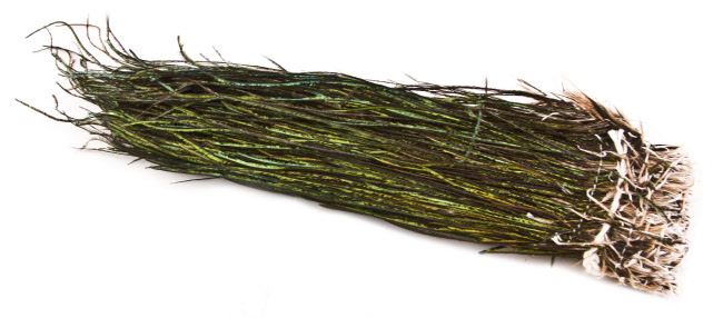 Peacock Herl Strung 5"-7"