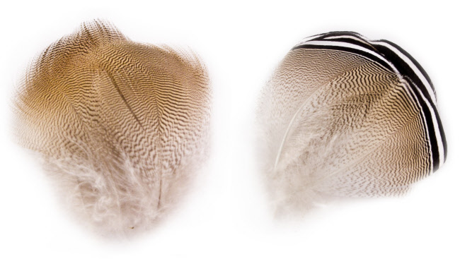 Woodduck Feathers Natures Spirit Woodduck Feathers Natures Spirit