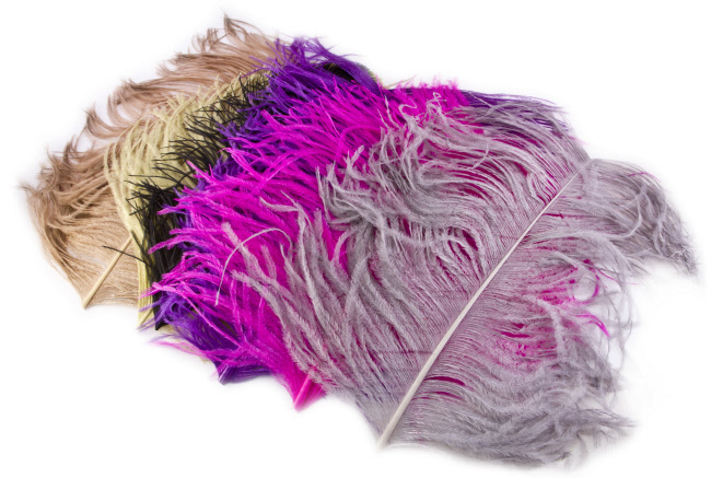 Ostrich Plumes Ostrich Plumes