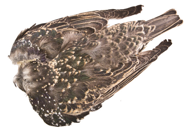 Starling Skin Starling Skin