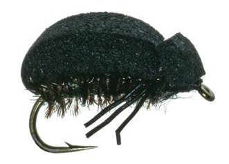 Foam Beetle Foam Beetle