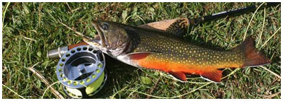 FlyFishingTrout.jpg
