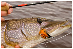 FreshwaterFlyFishing.jpg