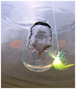MuskyFlyFishing.jpg