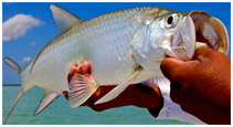 Saltwater fly fishing for Tarpon