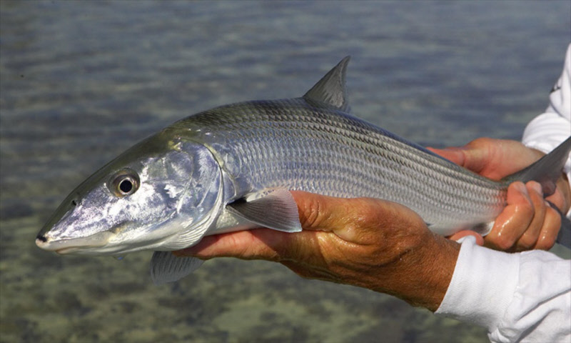 UserSubmitted/bonefish_1.jpg