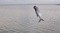 UserSubmitted/tarpon.jpg