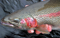 calendar/alaska_rainbow.jpg