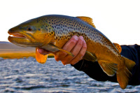 calendar/brown_trout_madison.jpg