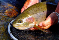 calendar/rainbow_trout_madison.jpg
