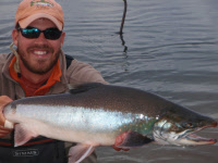 King Salmon caught by a fly fisherman