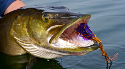 musky_face.jpg