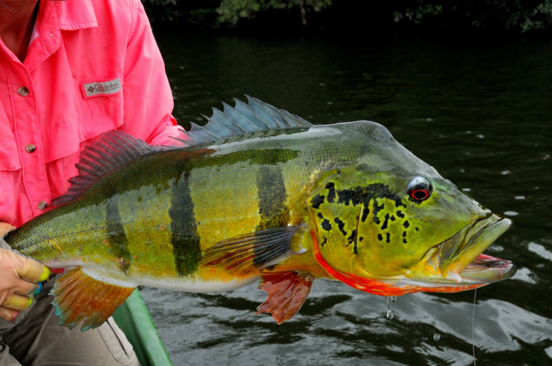Agua Boa Amazon Peacock Bass