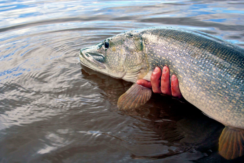Midnight Sun Trophy Pike Adventure