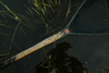 Fishpond Nomad Middle Fork Net Hook Jaw Limited Edition floating in water