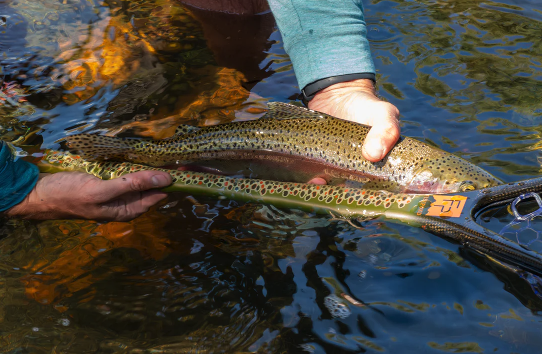 Lightweight Fishpond Nomad Middle Fork Net with extended handle for extra reach