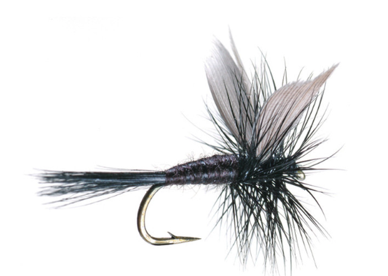 Black Gnat Trout Fly