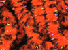 Hareline UV Mottled Galaxy Mop Chenille Fl Fire Orange