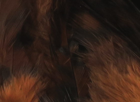Hareline Strung 4-6" Grizzly Variant Saddle Hackle Brown