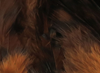 Hareline Strung 4-6" Grizzly Variant Saddle Hackle Brown
