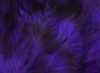 Hareline Strung 4-6" Grizzly Variant Saddle Hackle Bright Purple