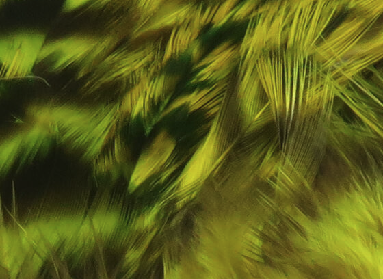 Hareline Strung 4-6" Grizzly Variant Saddle Hackle Bright Yellow