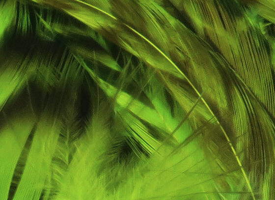 Hareline Strung 4-6" Grizzly Variant Saddle Hackle Fl Chartreuse