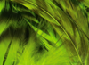 Hareline Strung 4-6" Grizzly Variant Saddle Hackle Fl Chartreuse