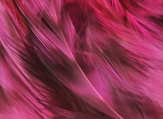 Hareline Strung 4-6" Grizzly Variant Saddle Hackle Fl Hot Pink