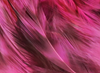 Hareline Strung 4-6" Grizzly Variant Saddle Hackle Fl Hot Pink