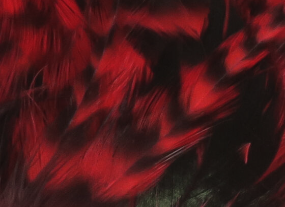 Hareline Strung 4-6" Grizzly Variant Saddle Hackle Fl Red