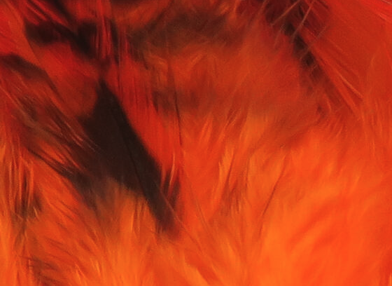 Hareline Strung 4-6" Grizzly Variant Saddle Hackle Hot Orange