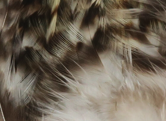 Hareline Strung 4-6" Grizzly Variant Saddle Hackle Natural Grizzly