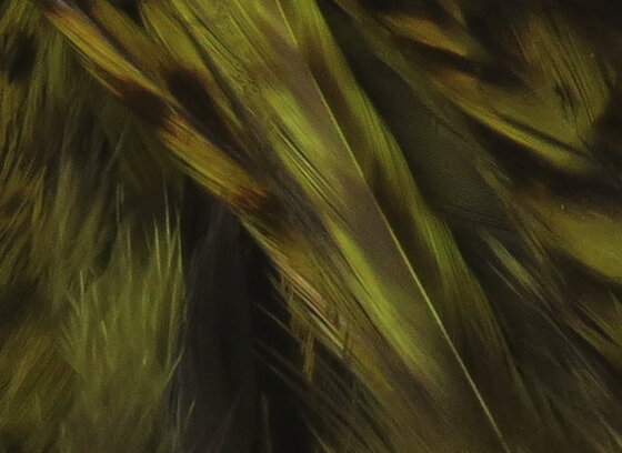 Hareline Strung 4-6" Grizzly Variant Saddle Hackle Olive