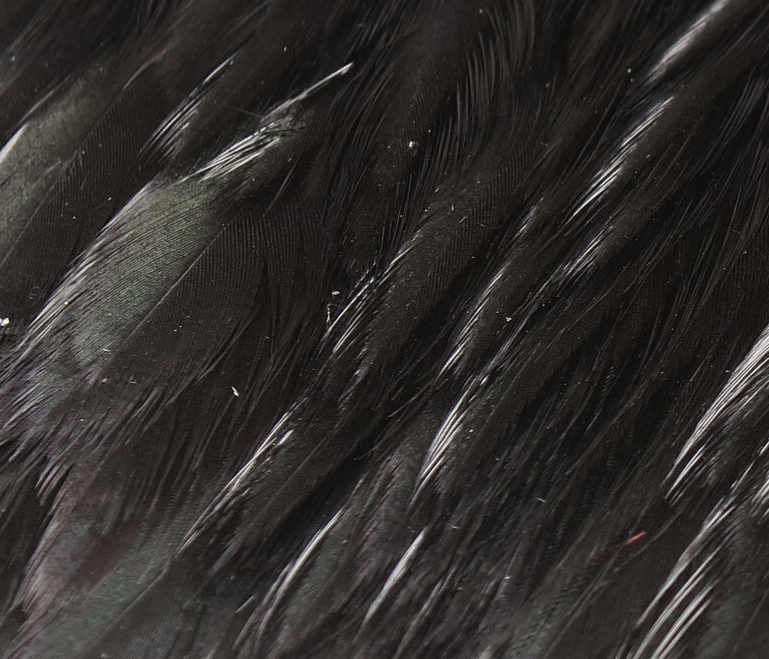 Hareline Hen Cape Work Great When Tying Soft Hackle Flies And For Tying Wings On Nymphs