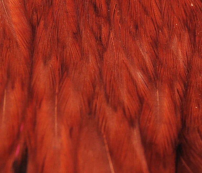 Hareline Hen Cape Work Great When Tying Soft Hackle Flies And For Tying Wings On Nymphs